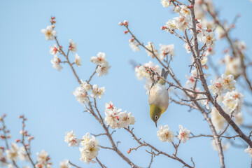 梅　梅の花　めじろ