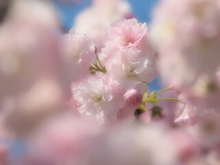 ふんわりとした桜の花びら