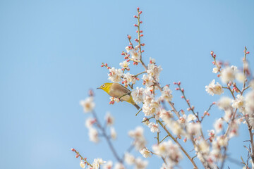 梅　梅の花　めじろ