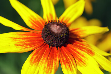Yellow-red flower on a blurry green background
