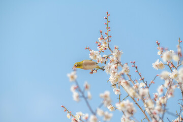 梅　梅の花　めじろ