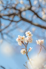 梅　梅の花　めじろ