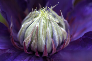 The heart of a multi petal clematis. Beautiful cultivated sort Multi Blue.