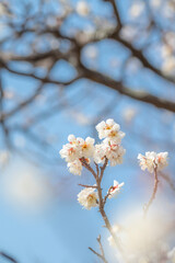 梅　梅の花　めじろ