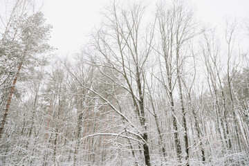 Landscape of a snow-covered forest in a snowfall