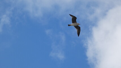 seagull in the sky
