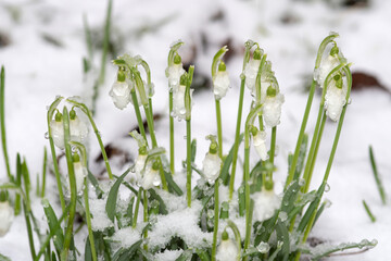 Schneeglöckchen im Schnee