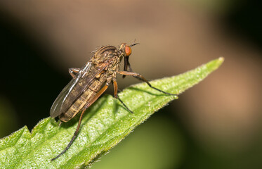 Helle Tanzfliege (Empis livida)