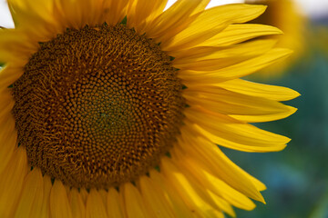 Macro de un girasol amarillo