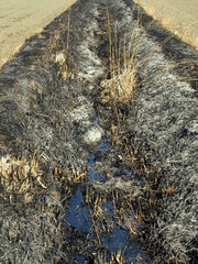 野焼きされた用水路の葦の枯れ草と田圃風景