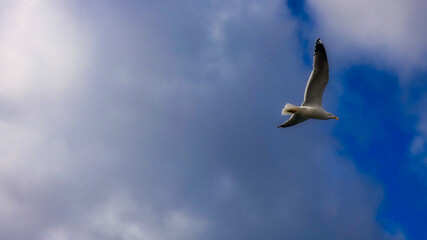 seagull in the sky