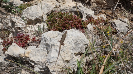 a lizard at the fjord inlet, Mgarr ix-Xini Ta Cenc, Gozo, Malta, March