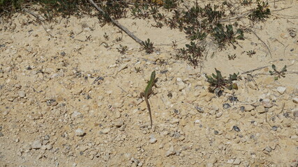 a Maltese Wall Lizard near Wied il-Ghasri, Gozo Island, Malta, March
