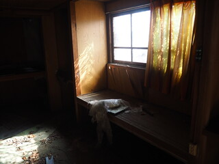 廃屋の窓