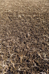 早春の藁の鋤きこまれた田圃