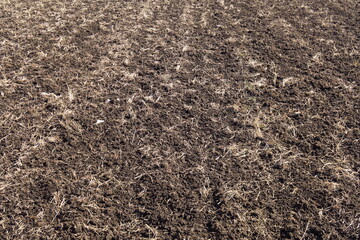 早春の藁の鋤きこまれた田圃