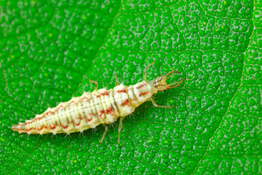 Chrysopa larvae live on wild plants, North China