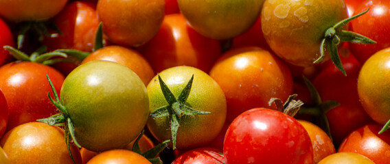 Fresh ripe red tomatoes and green tomatoes that are not ripe.