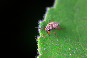 shieldbug inhabit wild plants in North China