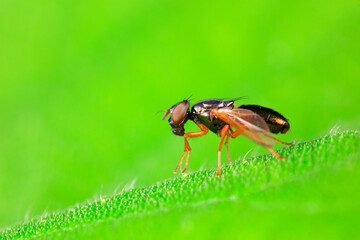Flies inhabit wild plants in North China
