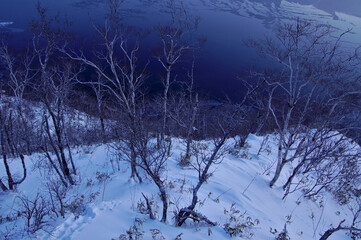 冬の夜明けの湖畔の斜面の森の木々。