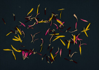 yellow flower petals on black background
