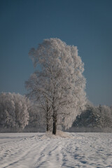 Winterbaum
