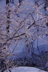 霜を纏ったとても寒い冬の森の木立。