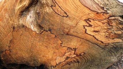 unique texture of a large stump cut with dark curved lines of rings on brown splintered wood, natural backdrop for embossing design, wood pattern as a basis for industrial use