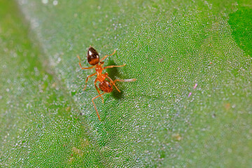 Ants on wild plants, North China