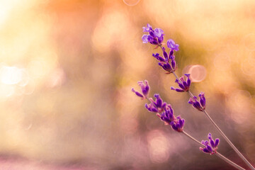 Selective focus of  purple flowers on a branch