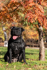 Beautiful dog of Staffordshire Bull Terrier breed, black color, smiling face, tongue out, happy look, sitting on autumn park background with yellow and red leaves. Outdoors, copy space.