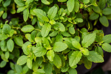 Close up basil leaves , Basil leaves used for Thai food such as stir fried basil with pork