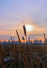 Sunset winter landscape with black silhouettes dried cattails covered with snow
