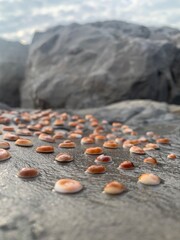Occhi di Santa Lucia conchiglia