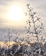 Close-up of dry winter plant. sunset, nostalgic calming natural background, shallow focus, copy space for greeting card