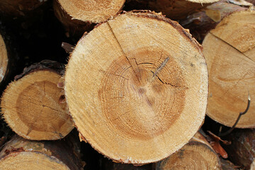 Cutting down trees in the forest. Cut pine trunks cross-section.