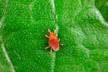 Spider mites inhabit wild plants in North China