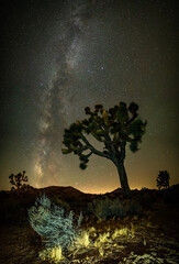 Die Milchstraße im Joshua Tree Nationalpark in den USA. Im Vordergrund ein typischer Joshuatree.