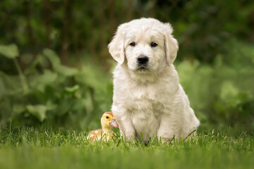 golden retriever puppy posing with a duckling on grass