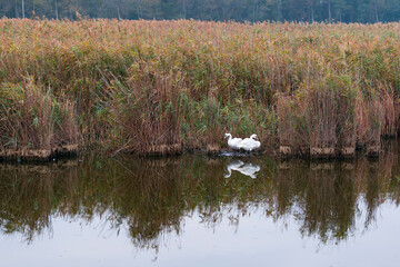 Mute swan (Cygnus olor). Danube Delta, Tulcea County, Romania, Europe