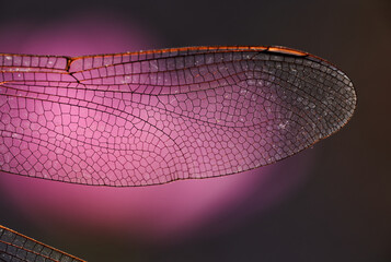 Close-up view wings of the dragonfly