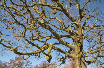 Alte Eiche mir grünen Flechten 