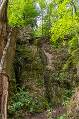 Landscape with moss covered rocks and trees in the Drachenschlucht