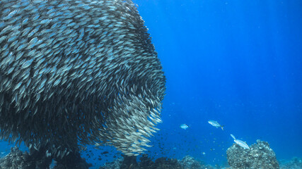 Hunting Blue Runner  in bait ball, school of fish in turquoise water of coral reef in Caribbean...