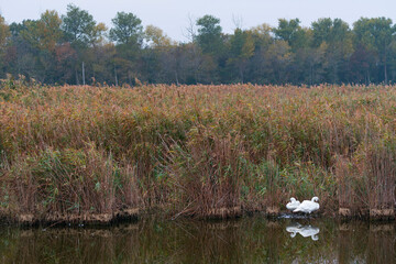 Mute swan (Cygnus olor). Danube Delta, Tulcea County, Romania, Europe