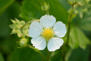 one white strawberry flower closeup.
