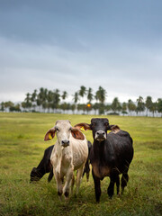 black and white slim cows on green grass in a rainy day 