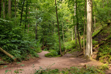 Hiking trail in the Drachenschlucht near Eisenach