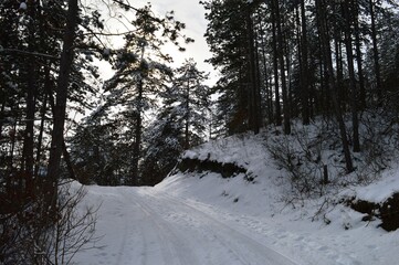 a small forest road under the snow